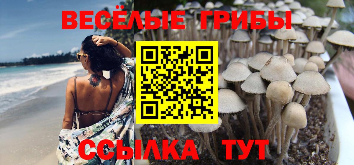 Славянск-на-Кубани  Псилоцибиновые грибы мицелий  Вход с VPN 